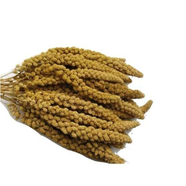 Senegalské proso žlté klasy 200 g - Image 2